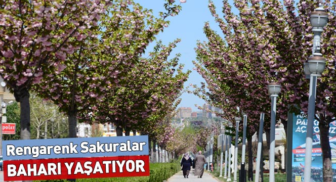 Rengarenk Sakuralar Baharı Yaşatıyor Rengarenk Sakuralar Baharı Yaşatıyor