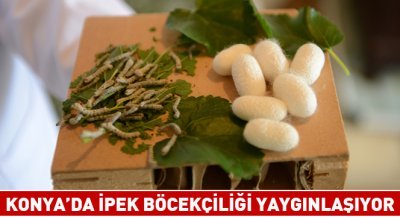 Konya\'da İpek Böcekçiliği Yaygınlaşıyor