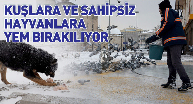 Kuşlara ve Sahipsiz Hayvanlara Yem Bırakılıyor Kuşlara ve Sahipsiz Hayvanlara Yem Bırakılıyor