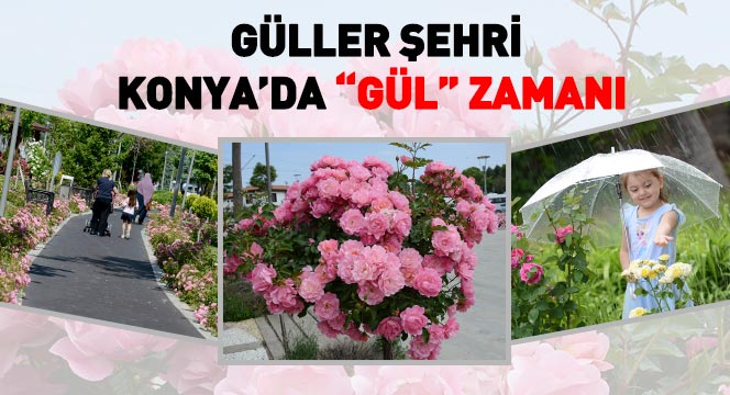 Güller Şehri Konya`da ``Gül`` Zamanı