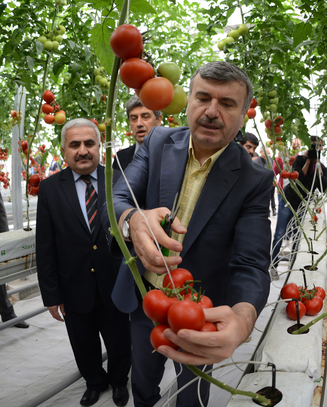 Aslım çöplüğünde domates