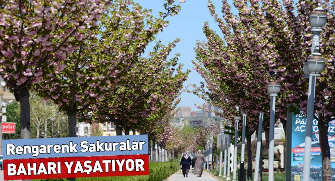 Rengarenk Sakuralar Baharı Yaşatıyor