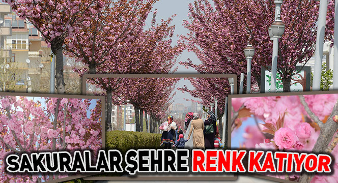 Sakuralar Şehre Renk Katıyor