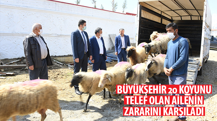 Büyükşehir 20 Koyunu Telef Olan Ailenin Zararını Karşıladı