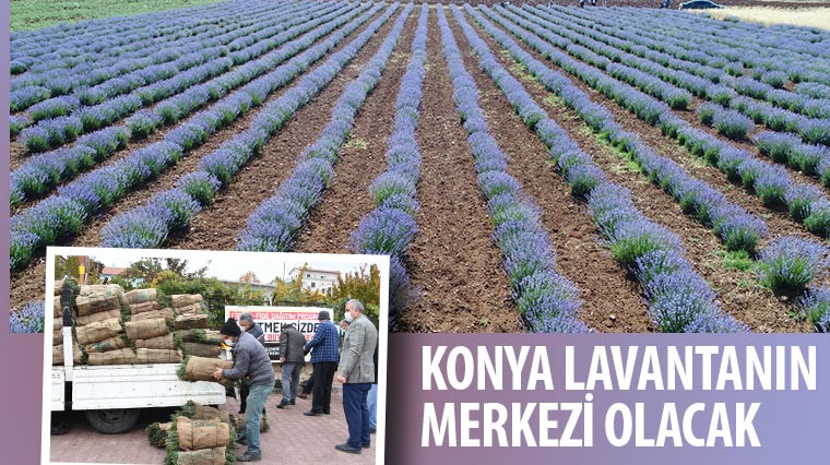 Konya Lavantanın Merkezi Olacak