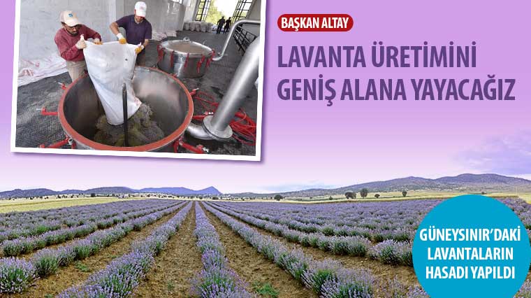 Başkan Altay: Lavanta Üretimini Geniş Alana Yayacağız